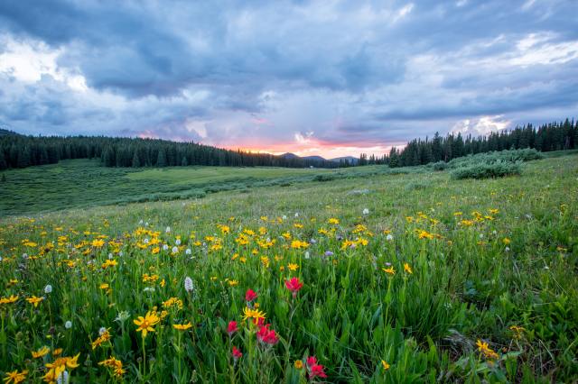 A photo of a field of many yellow flowers and a few red ones