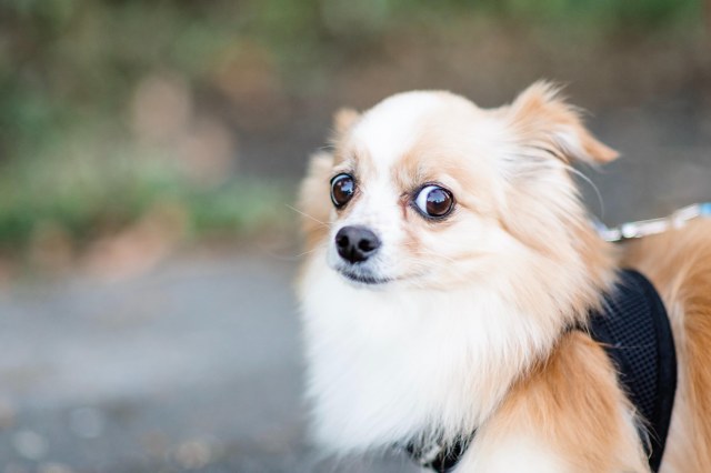 A photo of a Pomeranian dog looking skeptically over her left shoulder at the camera