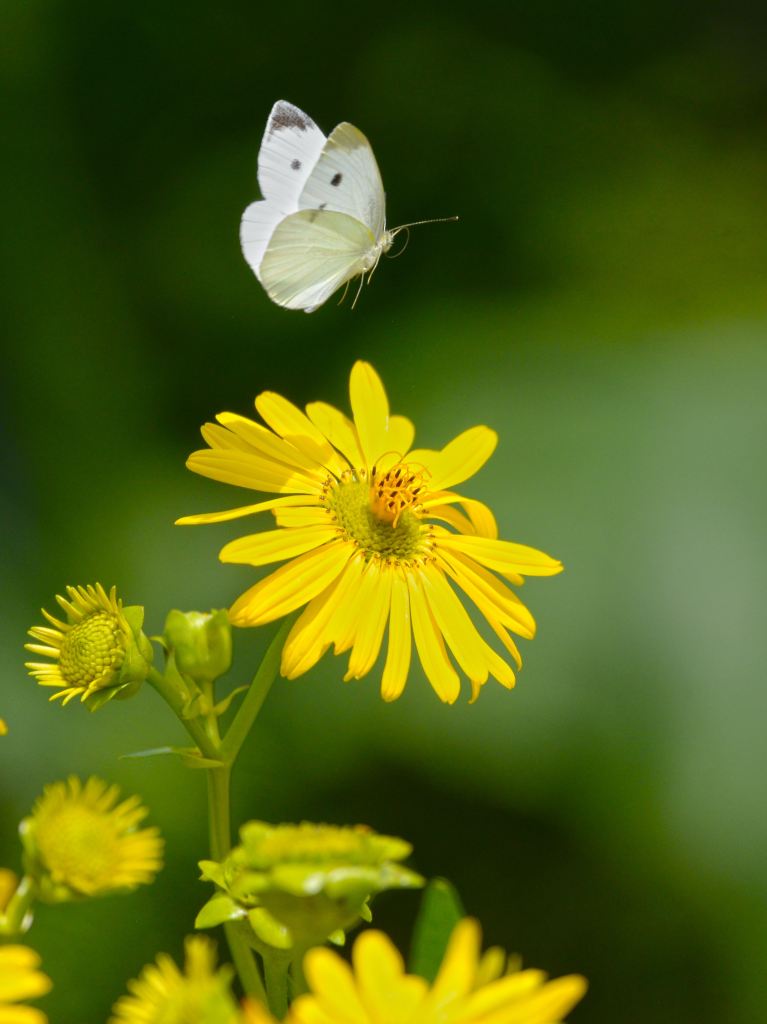 Photo of a small butterfly floating 
alone above a sunflower